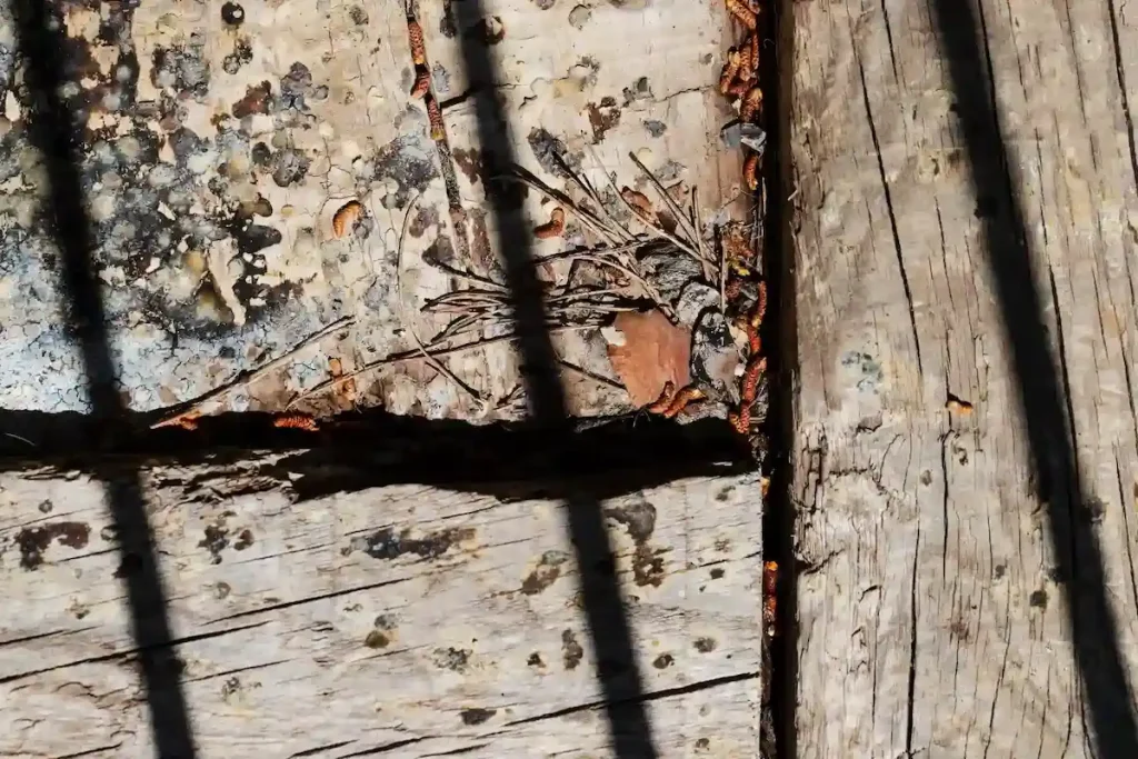 insecte et xylophages, infestation charpente Expert Patrimoine BRA